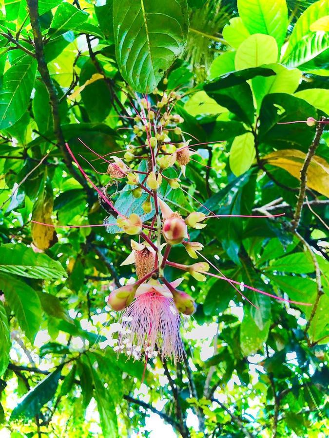 Paradise Garden Beruwala Esterno foto